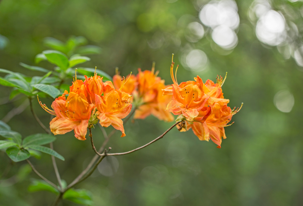 Oranžový rododendron