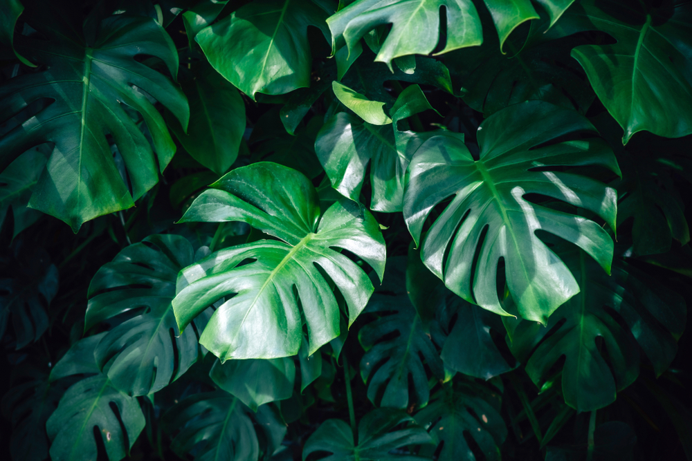 list filodendron