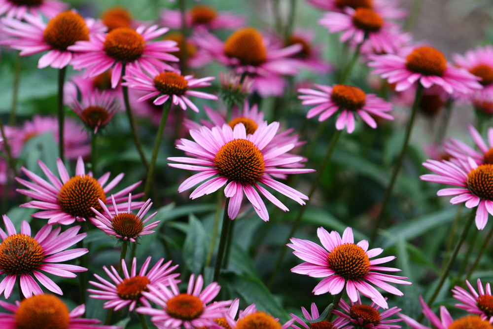 echinacea