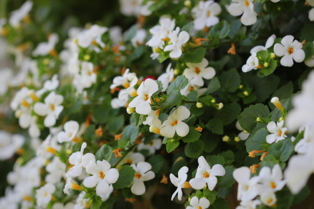 bacopa