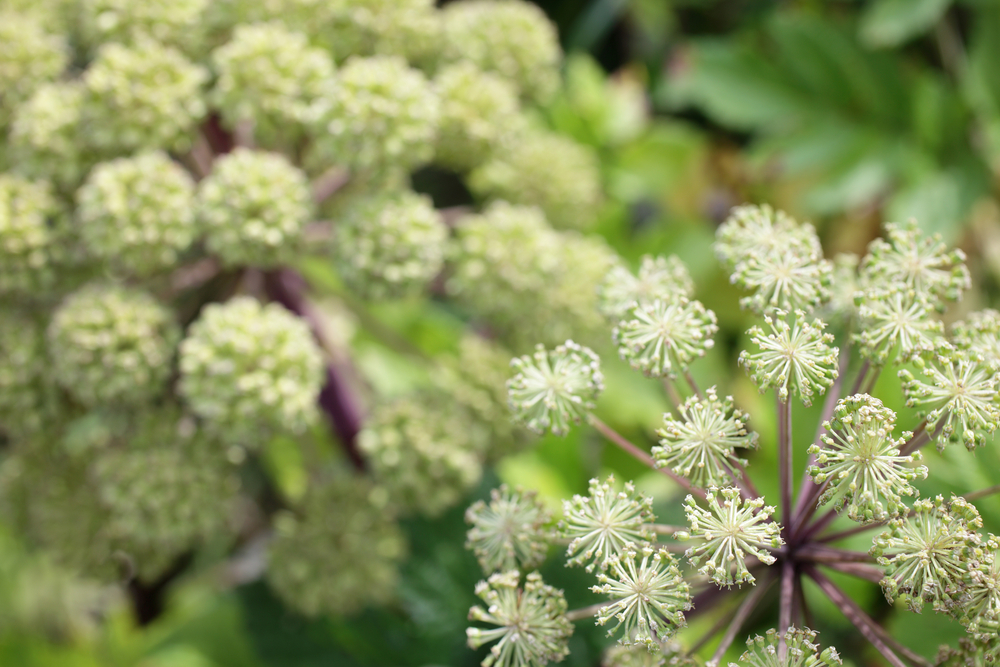 Archangelica officinalis