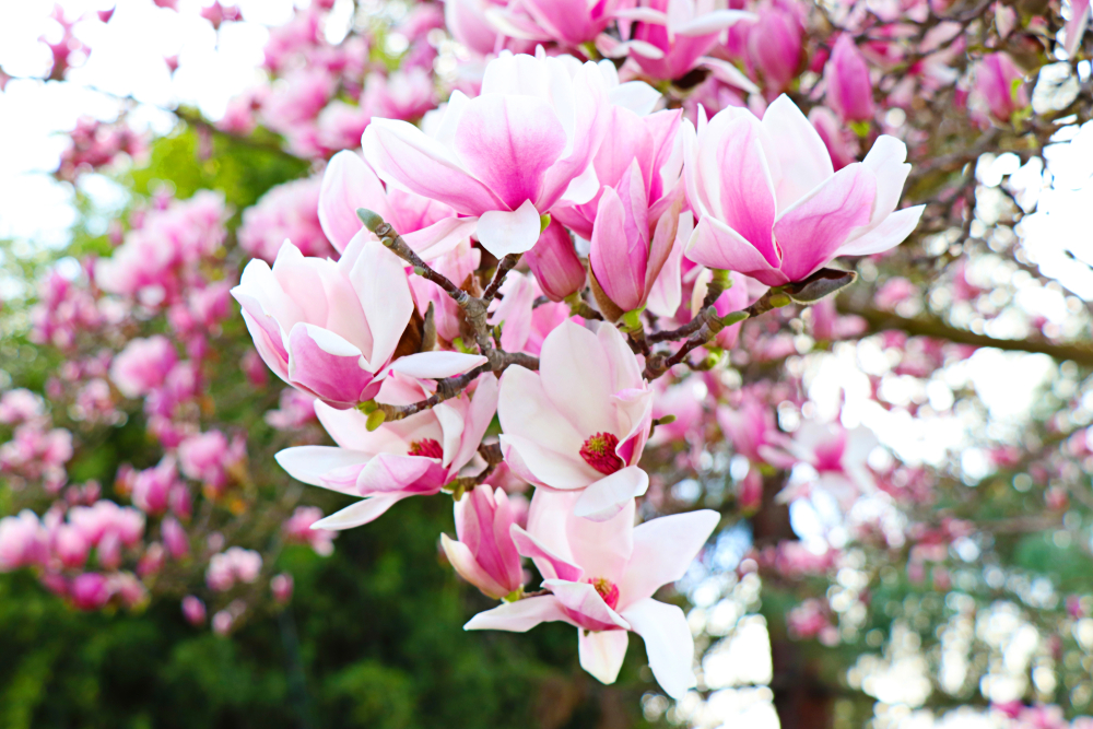 magnolie strom
