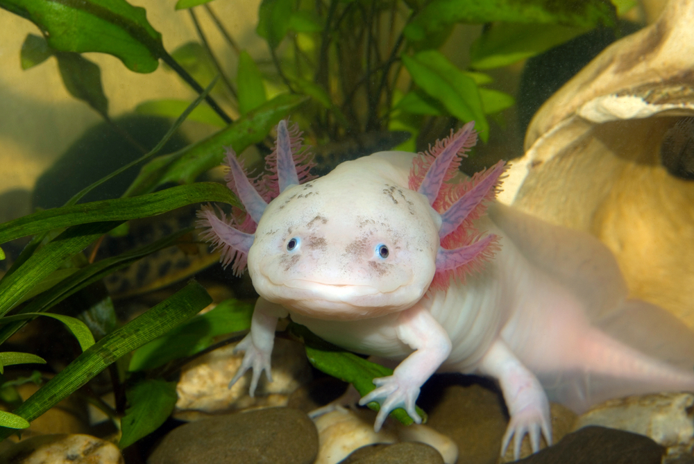 Axolotl mexický v akváriu