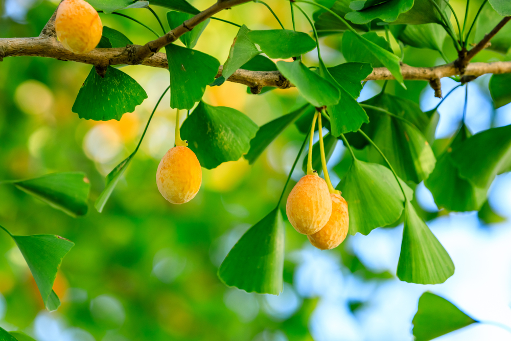 Ginko biloba, Zdroj foto: ABCDstock / Shutterstock.com