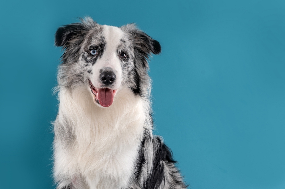 Blue merle border kolie