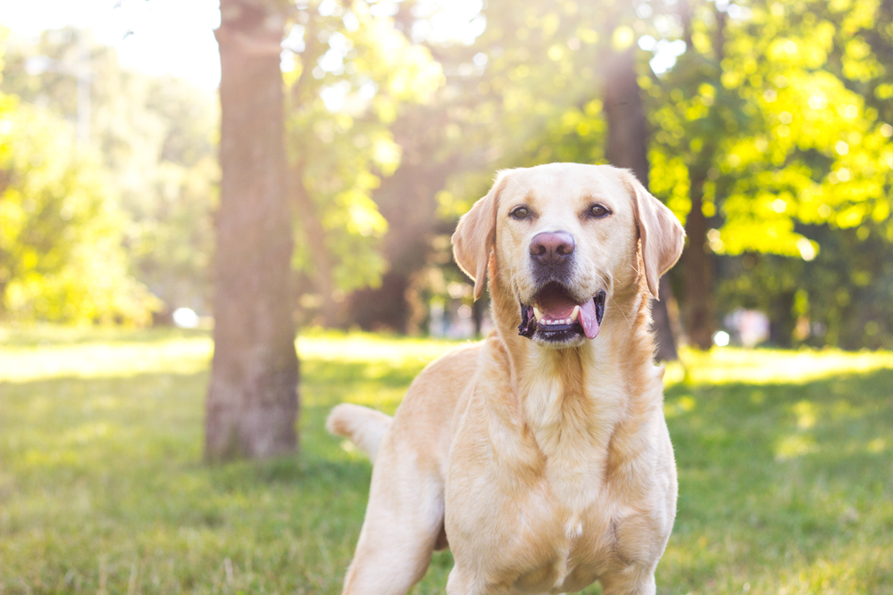 Labrador