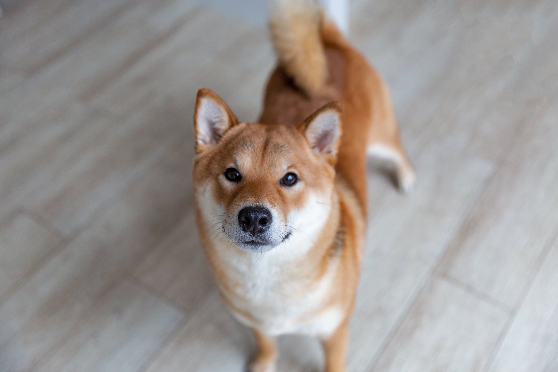 pes shiba inu