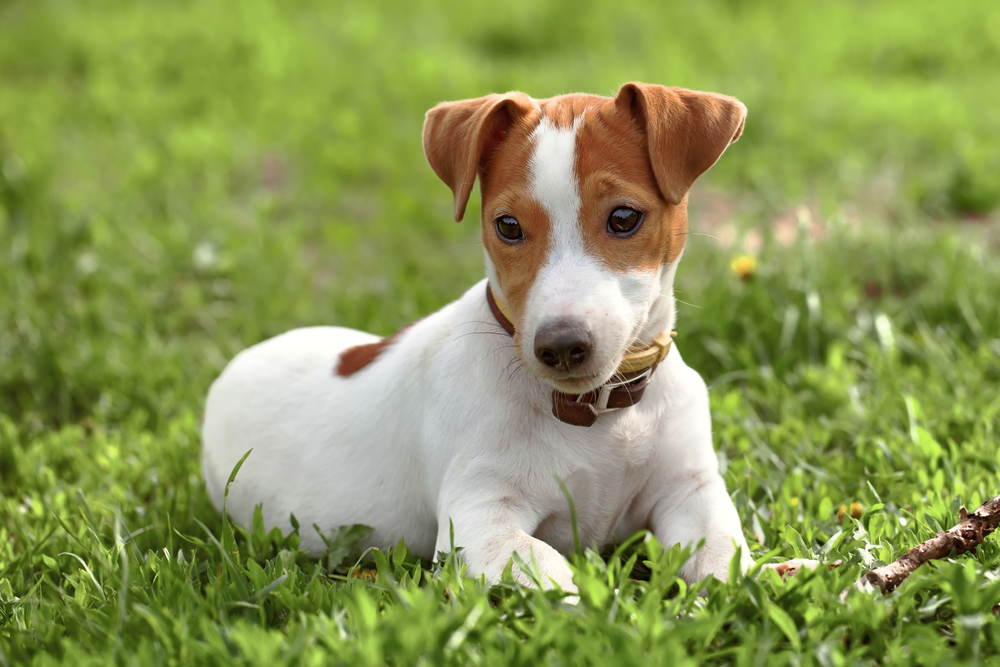 jack russell